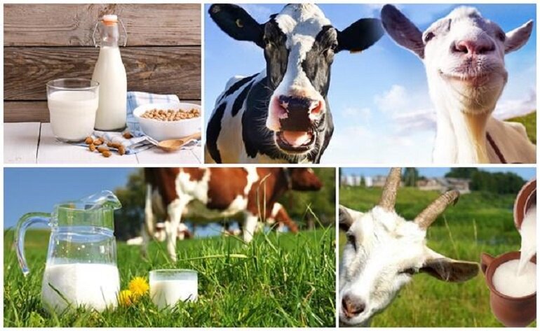 Sữa dê ít gây dị ứng hơn sữa bò