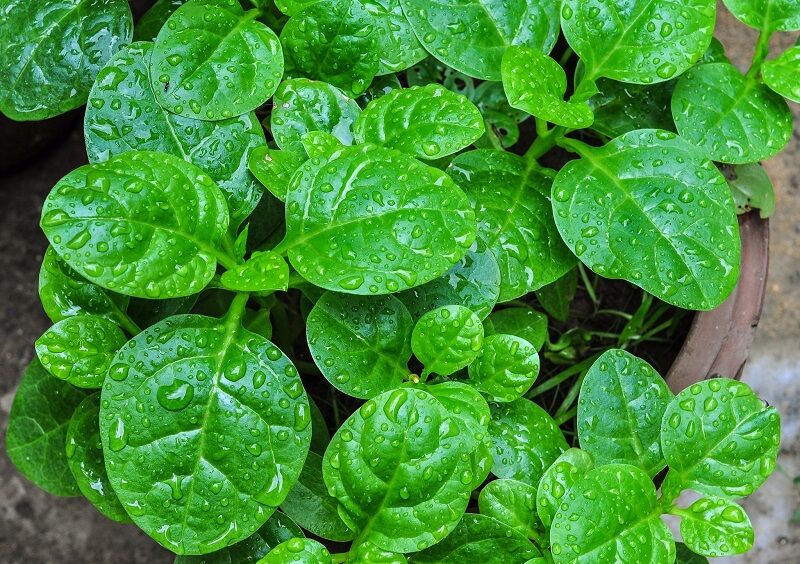 17 thực phẩm giàu chất xơ cho bé ăn dặm tiêu hóa khỏe ngừa táo bón