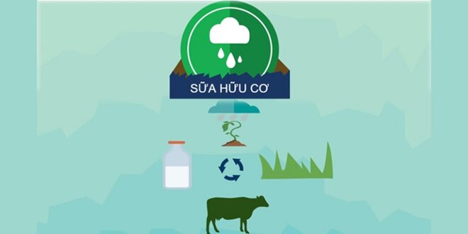 Sữa organic có thành phần sạch, tự nhiên