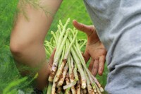 22 loại rau lợi sữa cho mẹ sau sinh nuôi con khéo lại giảm cân nhanh