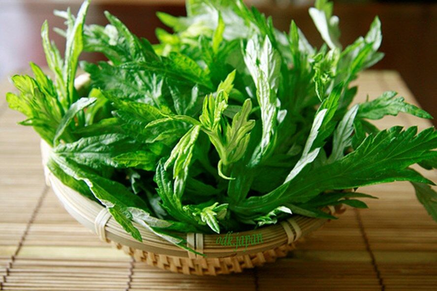 25 tác dụng của ngải cứu với sức khỏe bà bầu, phụ nữ sau sinh, trị bệnh