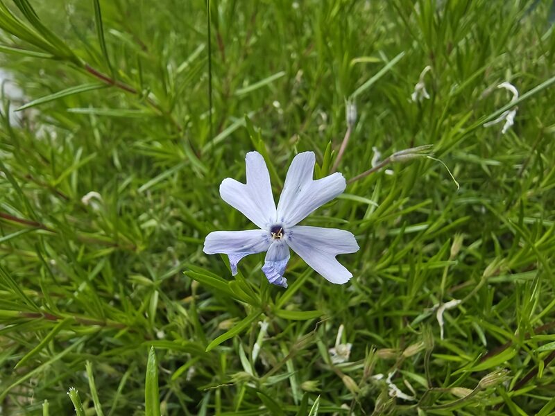 Review chất lượng camera Samsung Galaxy S25 Edge: Rất tốt nhưng vẫn có điểm yếu!