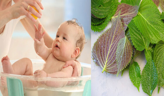 3 tác dụng của lá tía tô với trẻ sơ sinh và những lưu ý khi dùng