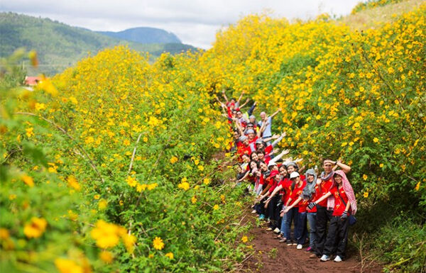 5 điểm đến giúp bạn ngắm hoa dã quỳ "mãi không chán"