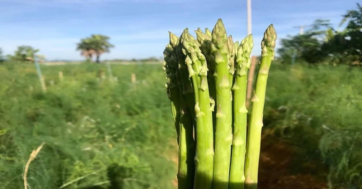 6 món ăn ngon miệng bổ dưỡng dễ chế biến mà lợi sữa cho mẹ