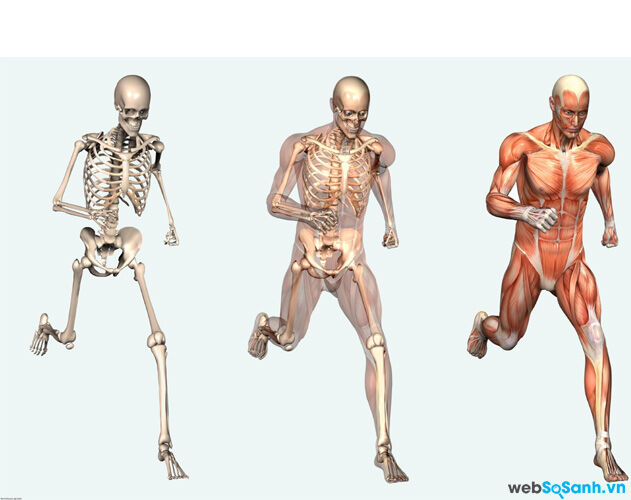 7 sự thật thú vị về cơ thể con người