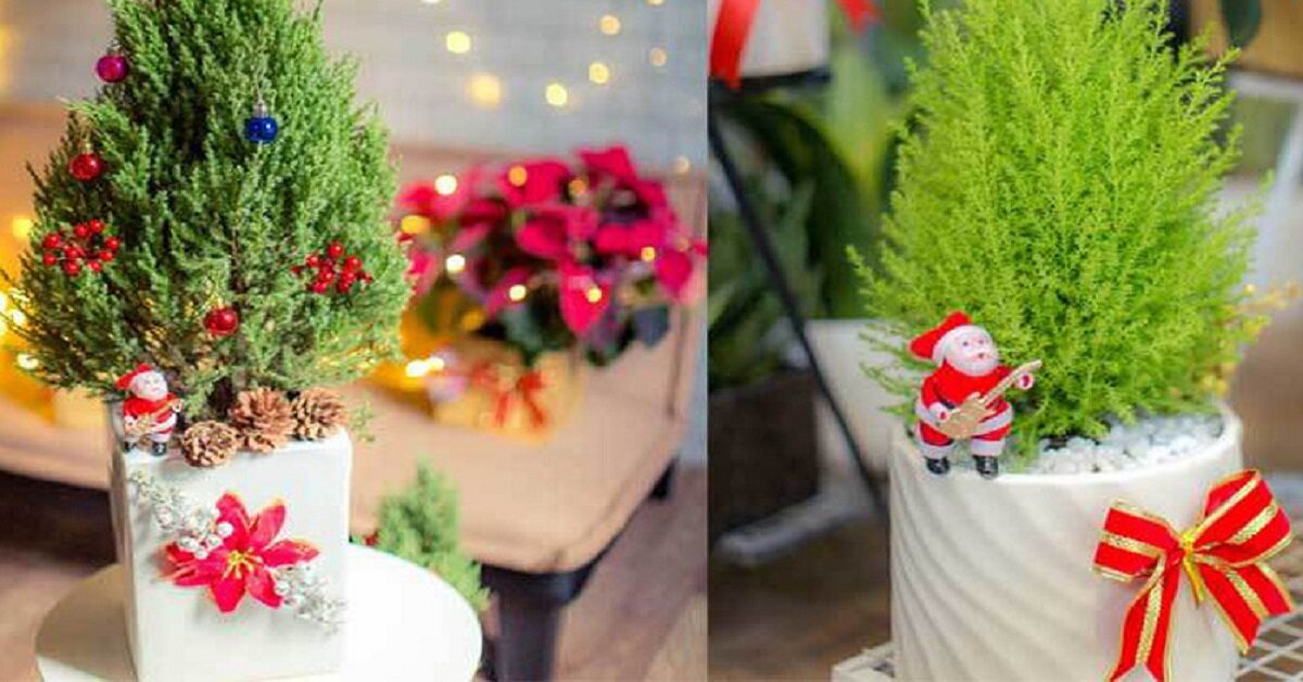 Cây tùng thơm chính là cây thông tươi mini để bàn thường được ưa chuộng trang trí trong dịp Lễ Giáng Sinh