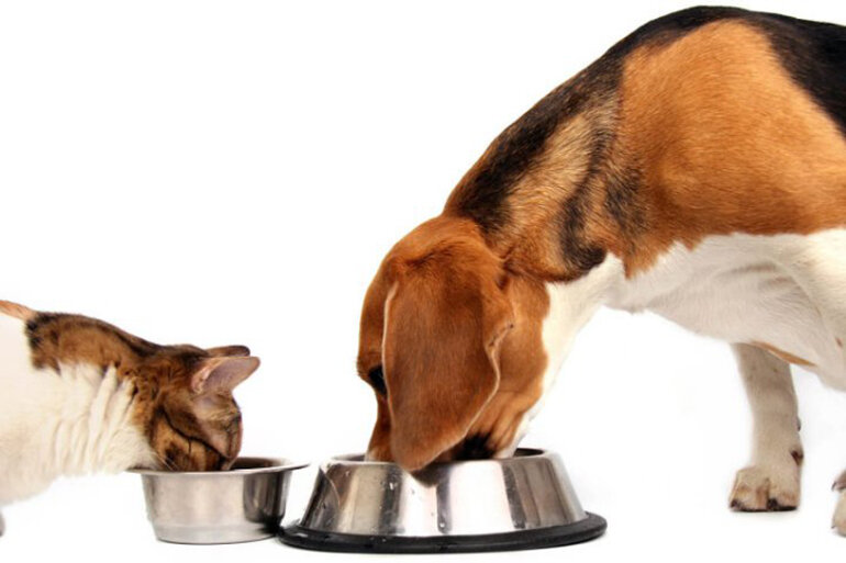 Thức ăn cho chó mèo có ăn được không