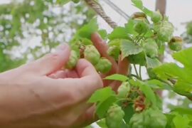 Bí mật về hoa bia của 12 hãng bia nổi tiếng sử dụng và giá cả chi tiết