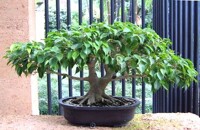 Các cách tăng lượng ion âm trong không khí một cách tự nhiên