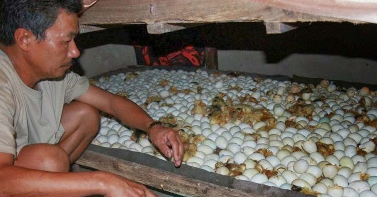 Cách ấp trứng vịt tại nhà không cần máy | websosanh.vn
