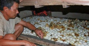 Cách ấp trứng vịt tại nhà không cần máy