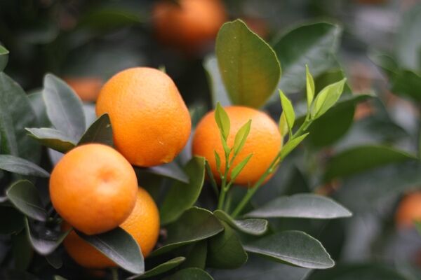 Cách chọn quất chơi Tết đúng theo phong thủy