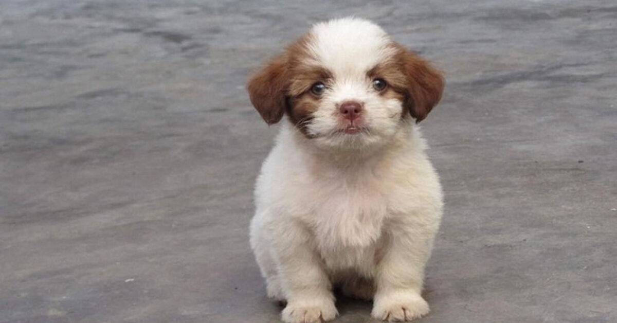 Cách chọn thức ăn cho chó Nhật theo từng độ tuổi