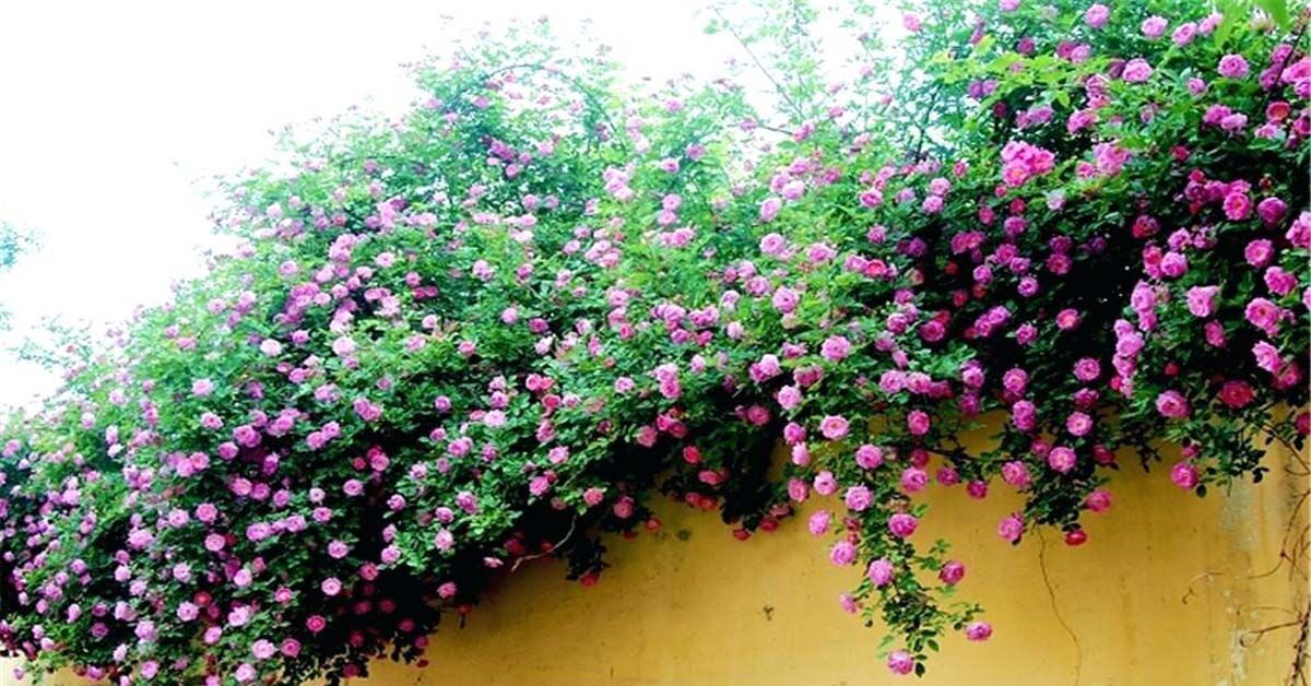 Cách trồng giàn hoa hồng leo đơn giản, biến ngôi nhà thành cổ tích giữa đời thường