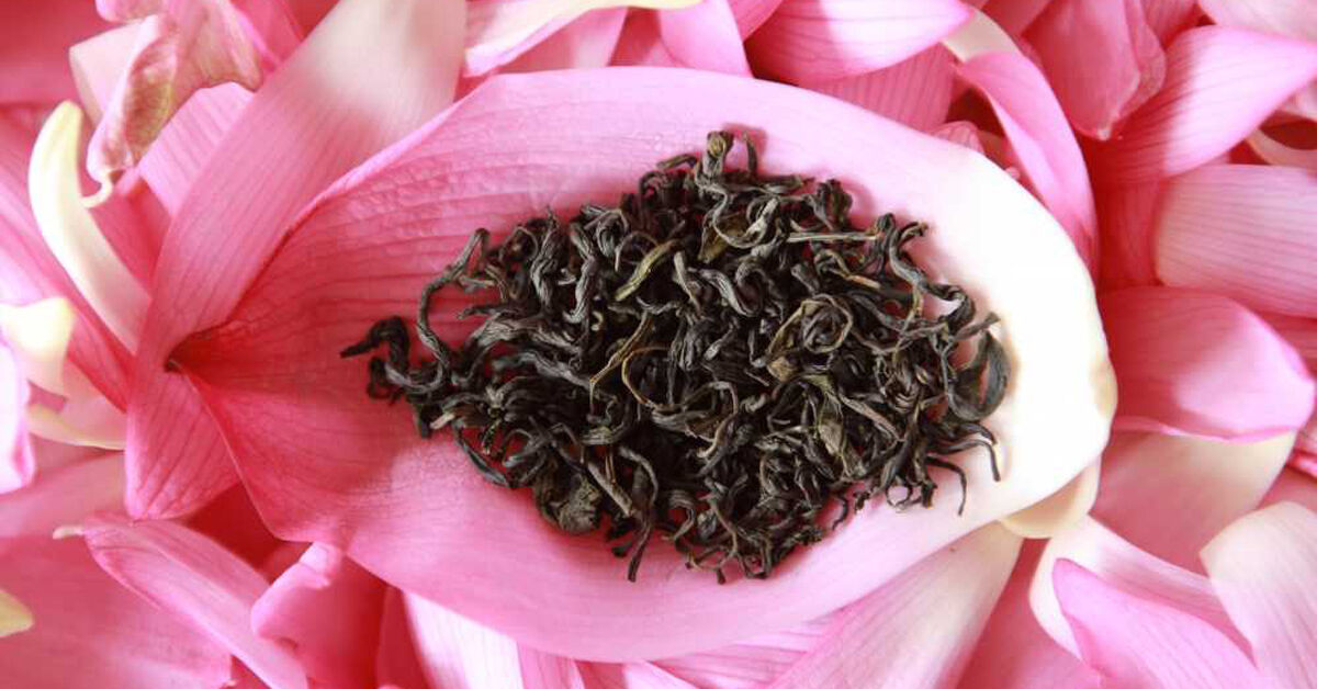 Cách ướp trà sen: không đơn giản là cho trà vào hoa sen