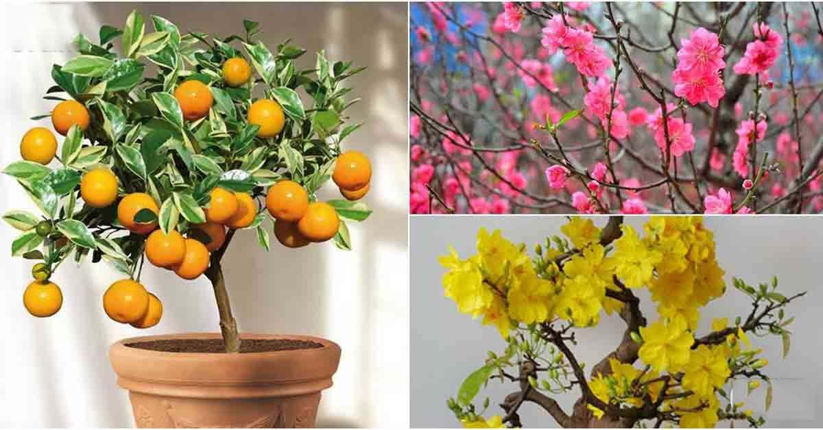 Cập nhật giá quất cảnh, hoa mai và đào Tết Quý Hợi 2019: "nóng lên từng ngày"