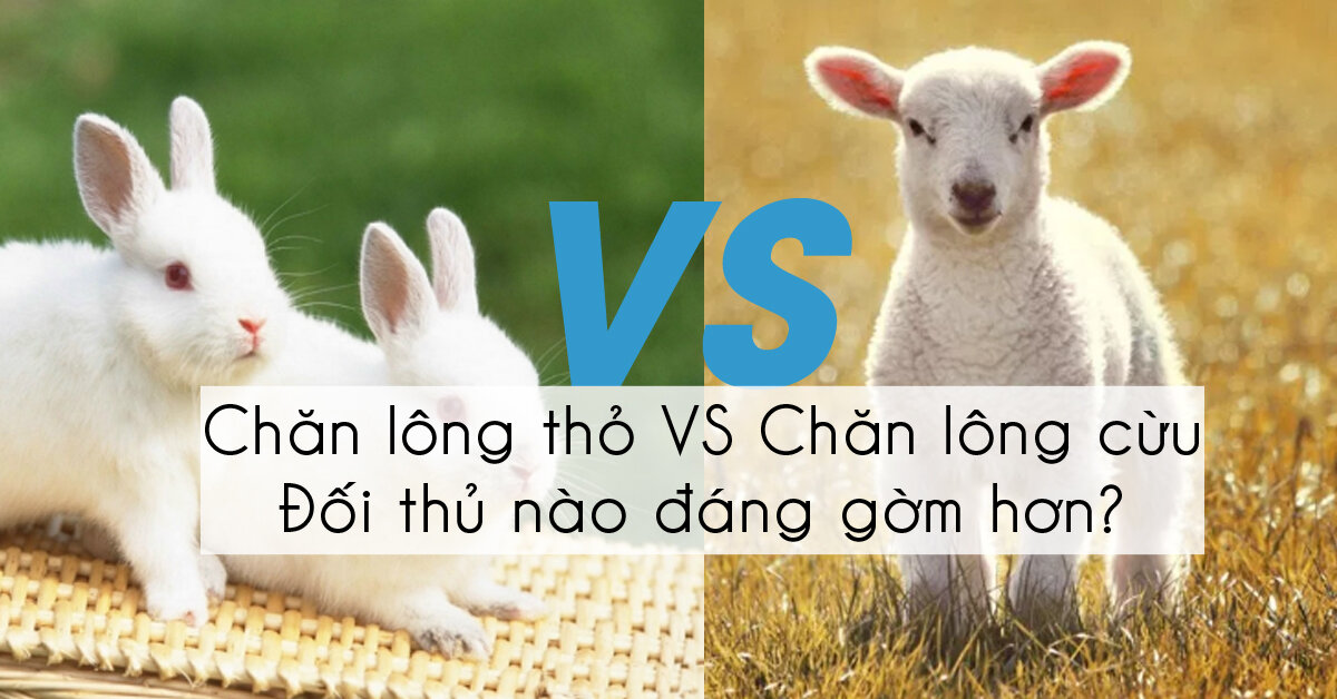 Chăn lông cừu và chăn lông thỏ chăn nào tốt hơn ?
