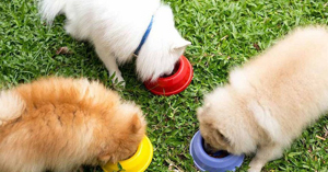 Chế độ dinh dưỡng và thức ăn cho chó Phốc Sóc theo từng độ tuổi