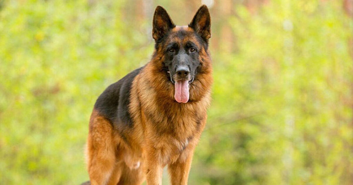 Chế độ dinh dưỡng và thức ăn cho chó becgie Đức