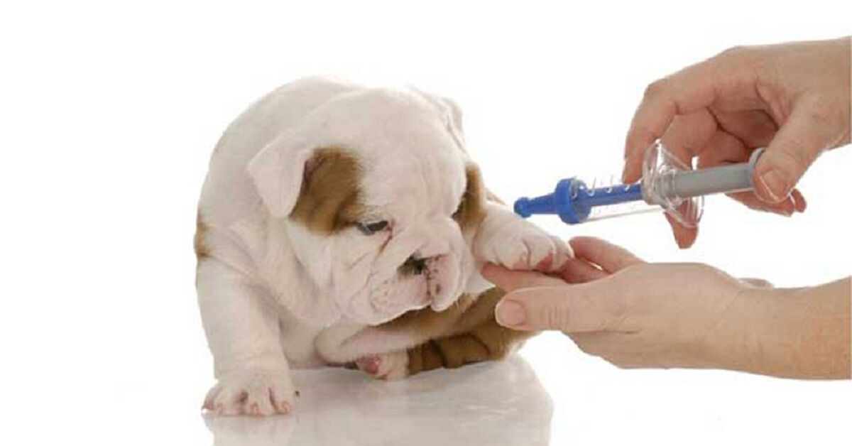 Chế độ dinh dưỡng và thức ăn cho chó con 1 tháng tuổi