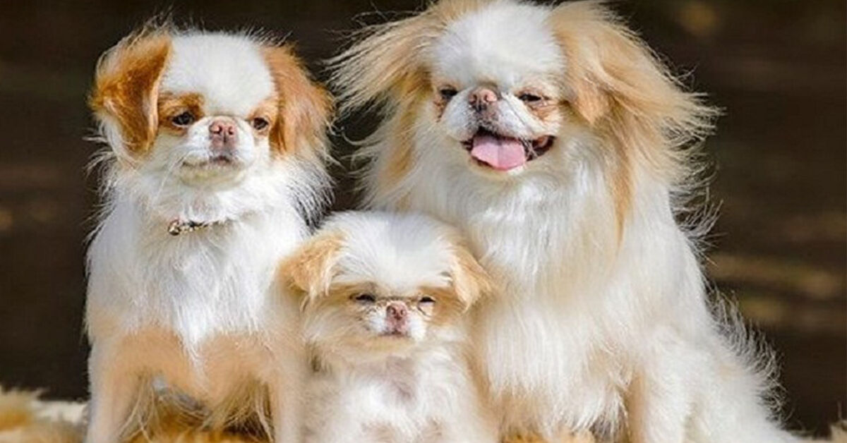 Chế độ dinh dưỡng và thức ăn cho chó Nhật theo từng độ tuổi