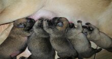 Cho chó mới đẻ ăn gì để nhiều sữa và khỏe mạnh?