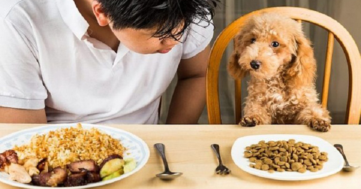 Có nên dùng thực phẩm thô mang đến chó?