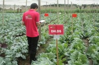 Đại lý cửa hàng rau sạch Liên Thảo tại Hà Nội