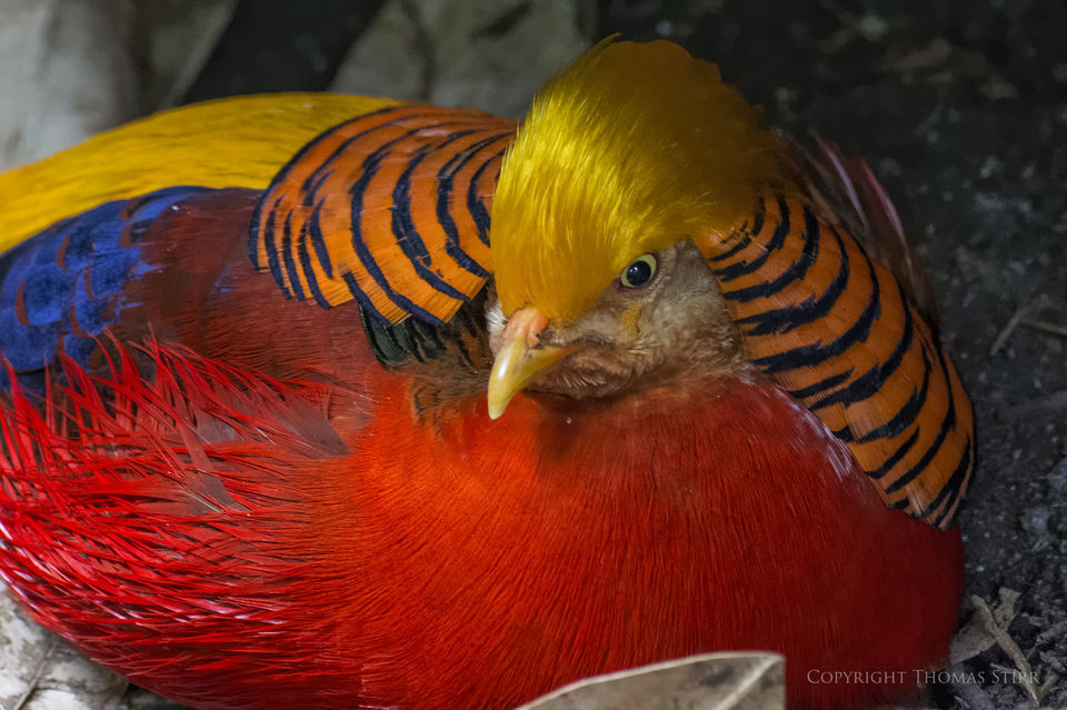 Đánh giá ống kính Nikon 1 70-300mm f/4.5-5.6 VR (Phần 4) – Chế độ Focus