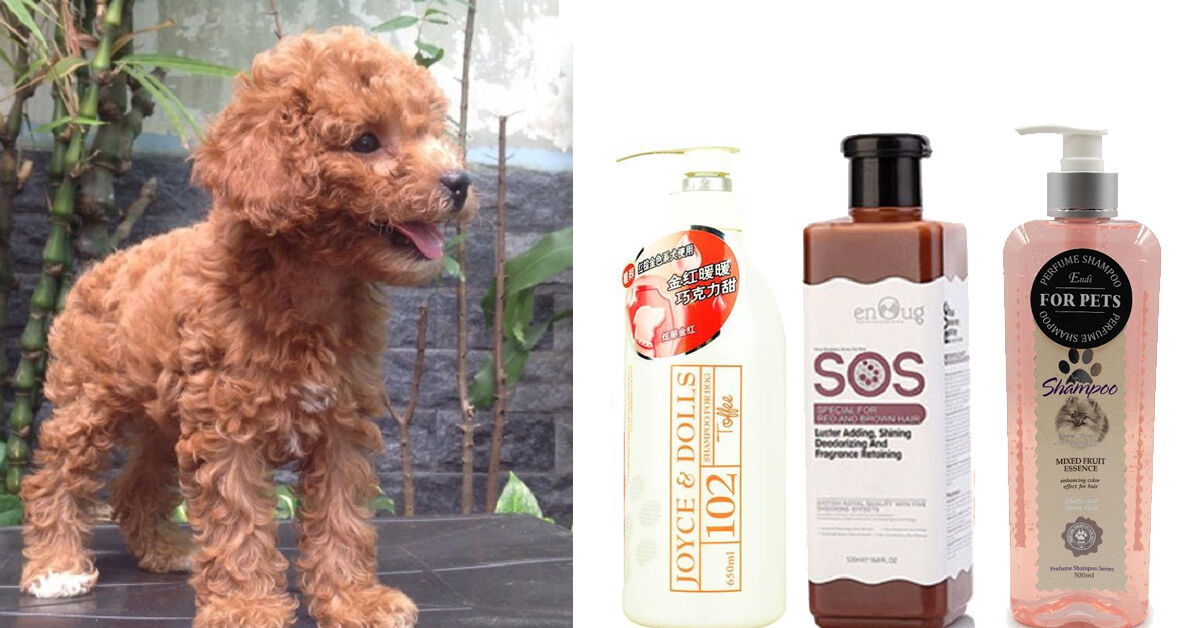 Đâu là sữa tắm cho chó poodle nâu đỏ tốt và phù hợp nhất?