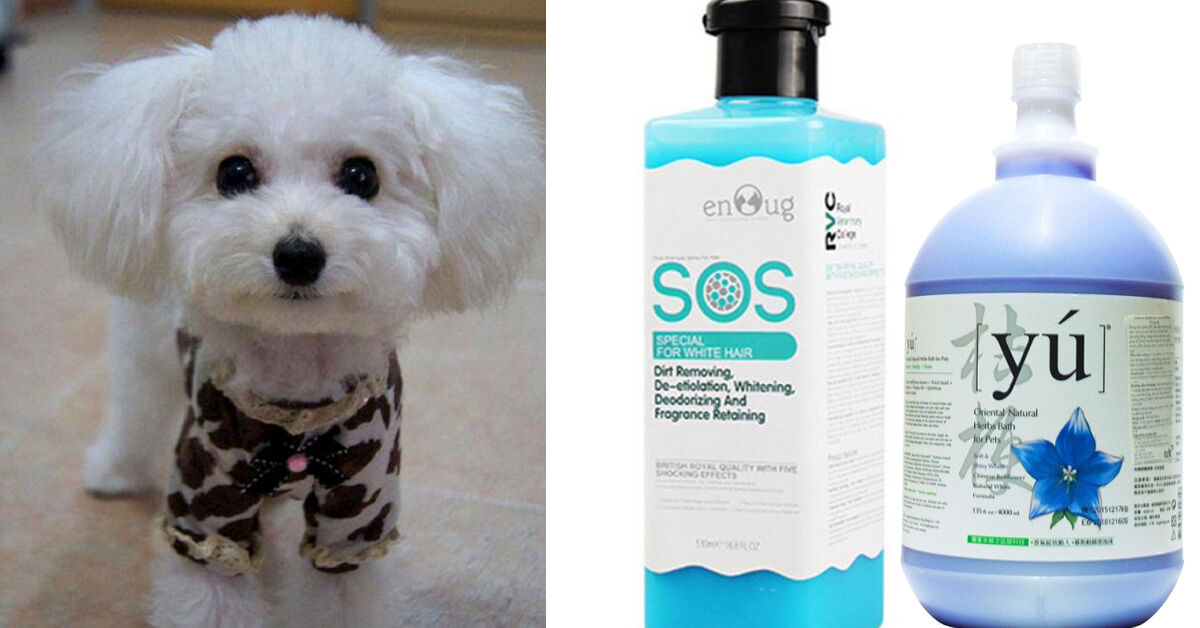 Đâu là sữa tắm cho chó Poodle trắng tốt nhất?