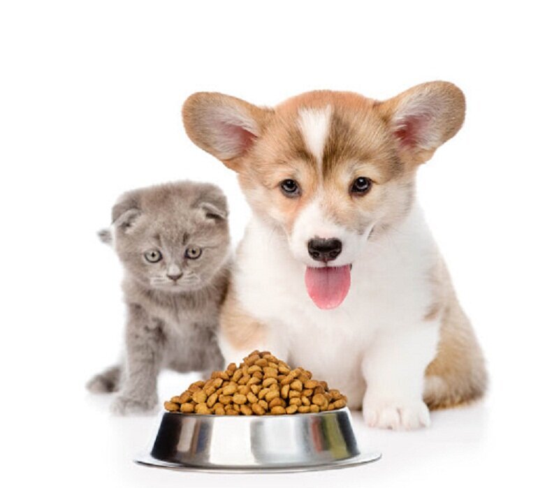 Thức ăn cho chó mèo có ăn được không?