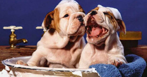 Điểm danh 6 thương hiệu sữa tắm cho chó cảnh tốt nhất