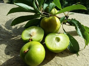 Du lịch Sapa, mua đặc sản gì làm quà?