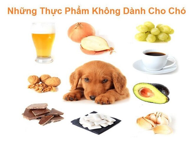 Chó con ăn gì để không bị tiêu chảy? Hướng dẫn chọn thức ăn theo độ tuổi 