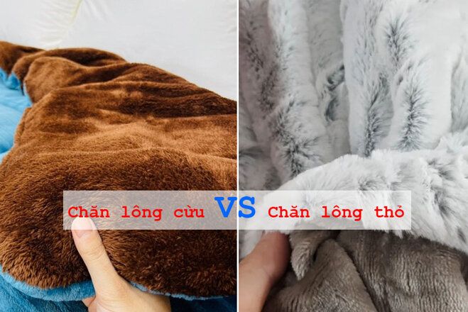 So sánh chăn lông cừu và chăn lông thỏ: Bất ngờ với kết quả không ngờ