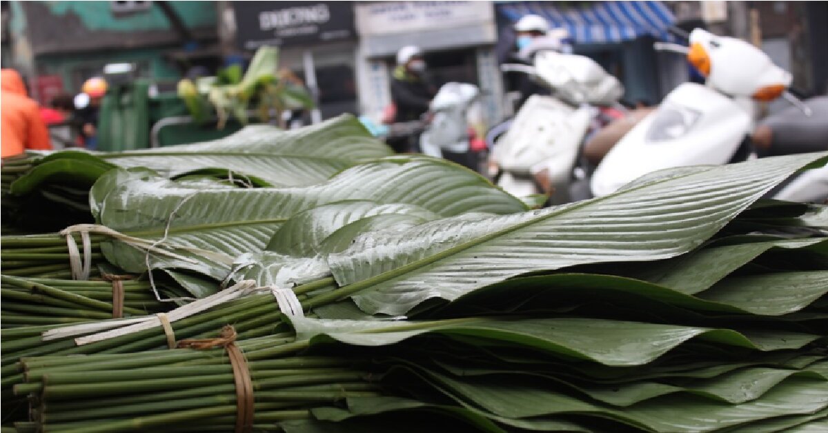 Giá lá Dong gói bánh chưng giúp cho bánh chưng không bị bong tróc và giữ được hương vị đặc trưng. Hãy chọn giá lá Dong chất lượng để đảm bảo sự thành công trong món bánh truyền thống ngày Tết của bạn.