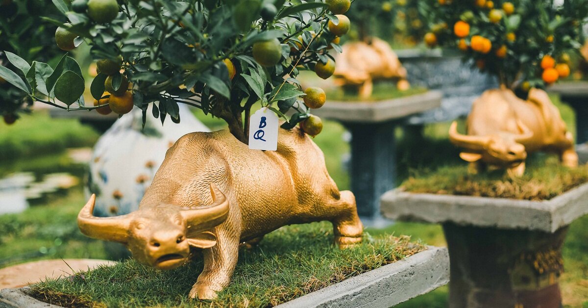 Giá quất cảnh, bonsai, đào, mai Tết Tân Sửu 2021 - càng cận Tết giá càng tăng