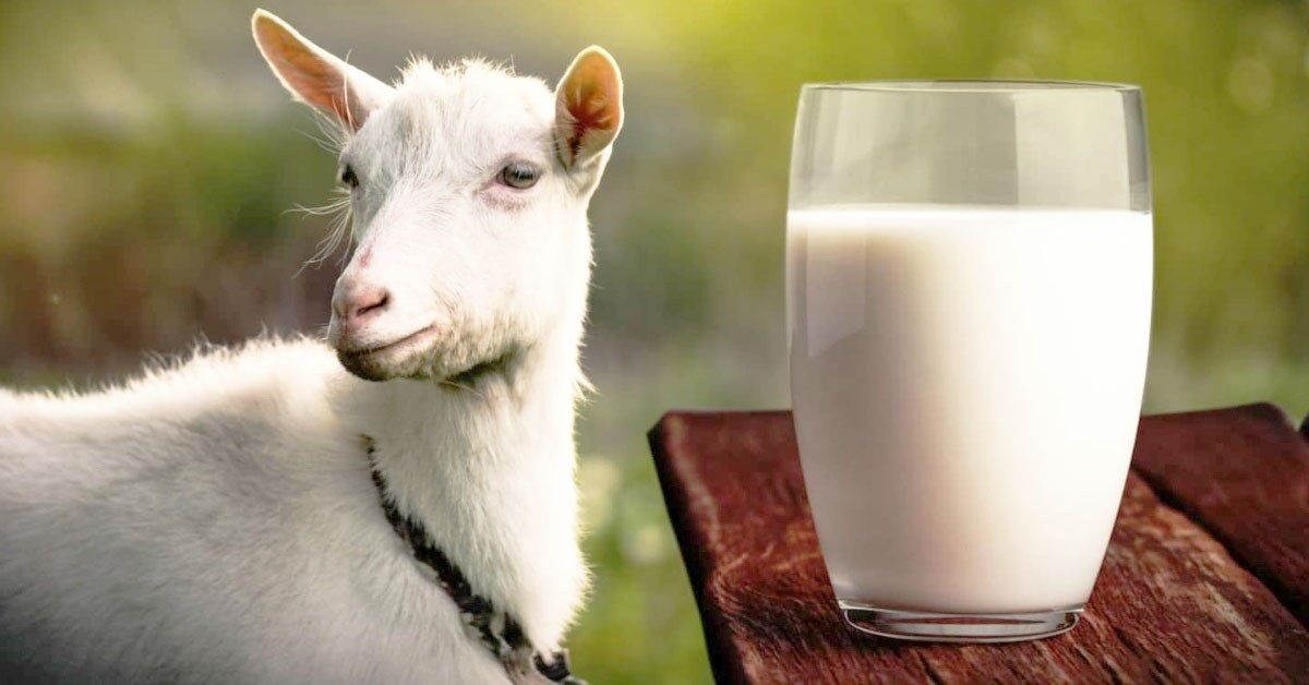 Giải đáp: Bé dị ứng sữa bò uống sữa dê được không?