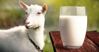 Giải đáp: Bé dị ứng sữa bò uống sữa dê được không?