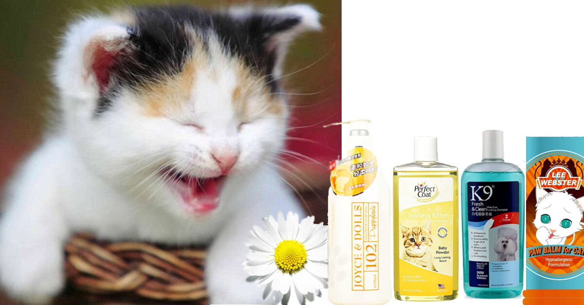Giới thiệu loại sữa tắm cho mèo con tốt nhất hiện nay