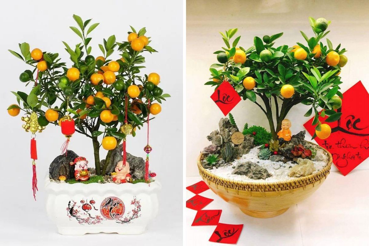 Gợi ý các cách trang trí cây quất ngày Tết đẹp và mang đến tài lộc cho gia chủ