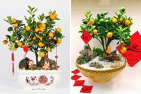 Gợi ý các cách trang trí cây quất ngày Tết đẹp và mang đến tài lộc cho gia chủ