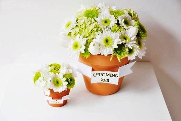 Học cách trồng chậu hoa cúc nhỏ xinh tặng thầy cô ngày 20/11