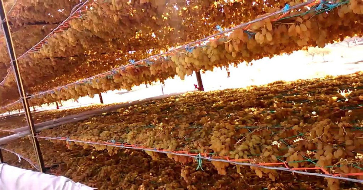 Hướng dẫn cách làm nho khô "dễ như ăn kẹo" mà lại thơm ngon cho gia đình Tết 2019 này