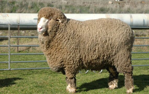 Hướng dẫn cách nhận biết chăn lông cừu thật chính hãng tránh hàng giả