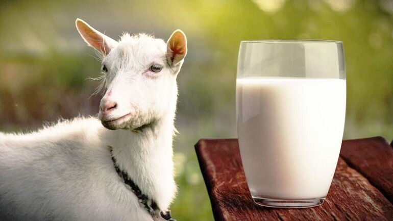 Sữa dê tốt cho sức khỏe