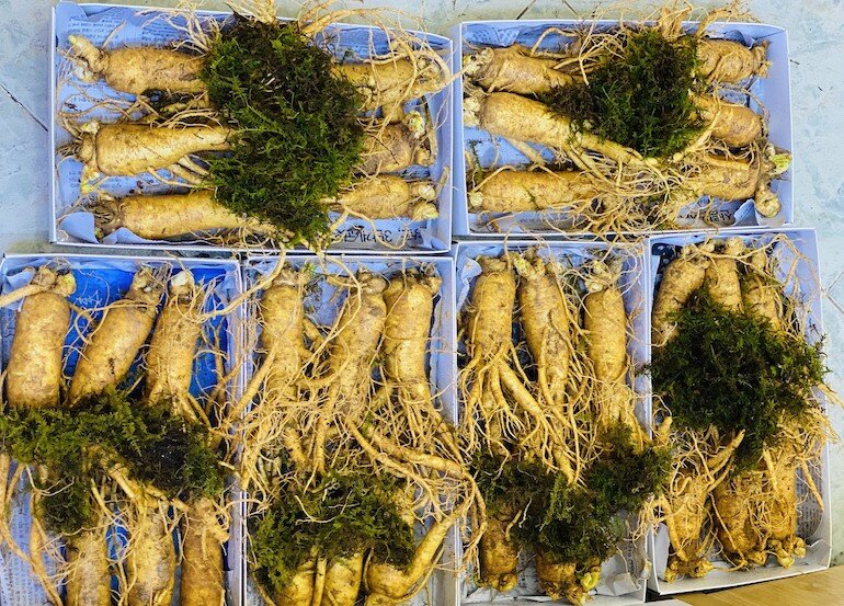 Not only fresh ginseng is good