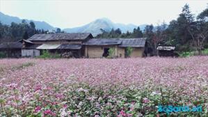 Không cần lên Hà Giang vẫn ngắm được tam giác mạch